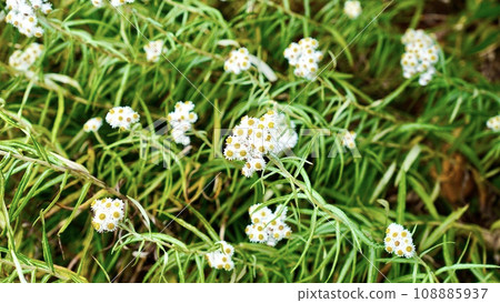 Yamaha Box in Mt. Hakkoda, Aomori Prefecture, Tohoku Region Yamaha Box in Mt. Hakkoda, Aomori Prefecture, Tohoku Region 108885937