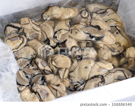 raw shucked oysters raw shucked oysters 108886340