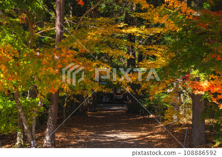 出哈堯小萩神社參道上色彩繽紛的秋葉 108886592