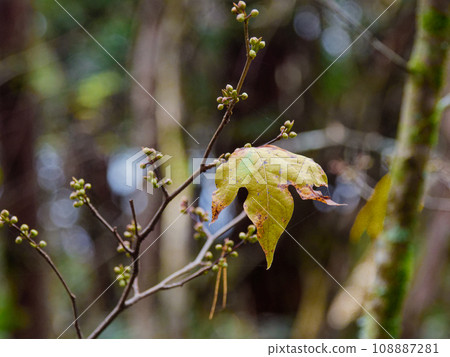 Yellow leaves of Lauraceae, a species endemic to Japan Yellow leaves of Lauraceae, a species endemic to Japan 108887281