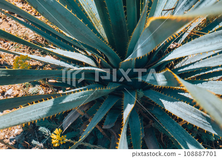 Cactus field in Mexico City. Cactus field in Mexico City. 108887701