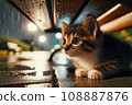 A kitten staring at something while taking shelter from the rain in the park on a rainy night: AI-generated image 108887876