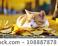 A cat fell asleep on fallen ginkgo leaves: AI-generated image 108887878
