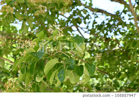 Tree: Hinbutago family Mochsei family 108887947