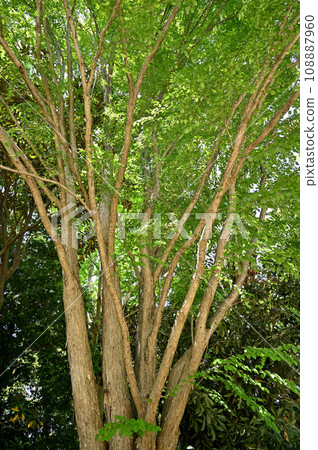 Tree: Wigura family Tree: Wigura family 108887960