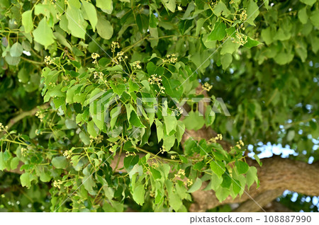 Tree: Camphor tree 108887990