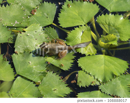 A young bullfrog with a tail A young bullfrog with a tail 108888017