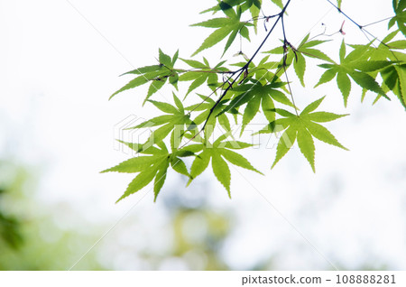Refreshing fresh green maple leaves Refreshing fresh green maple leaves 108888281