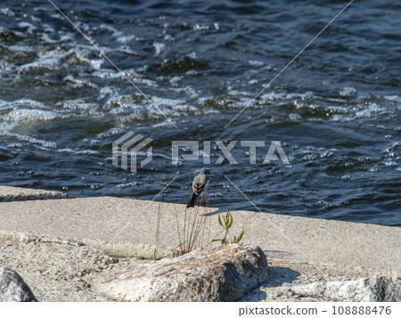Wagtail walking along the river weir 108888476