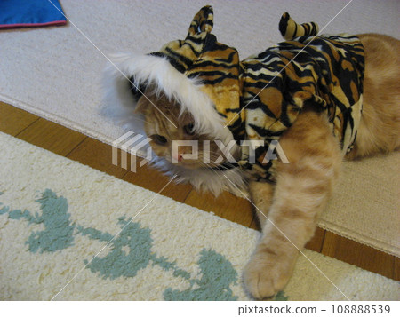 cat wearing a headgear 108888539