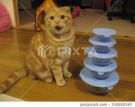 cat with open mouth 108888540
