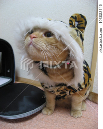 cat wearing costume 108888546