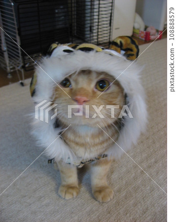 cat wearing headgear 108888579