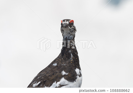Wild bird: A male grouse standing against a background of white snow 108888662