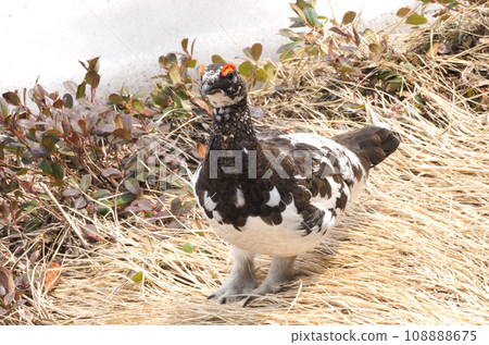 Wild birds: white snow and male grouse 108888675