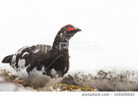 Wild birds: white snow and male grouse Wild birds: white snow and male grouse 108888682