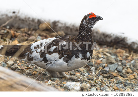 Wild birds: white snow and male grouse Wild birds: white snow and male grouse 108888683