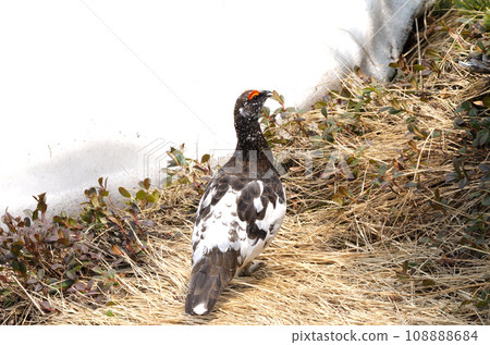野生鳥類：白雪和雄松雞 108888684
