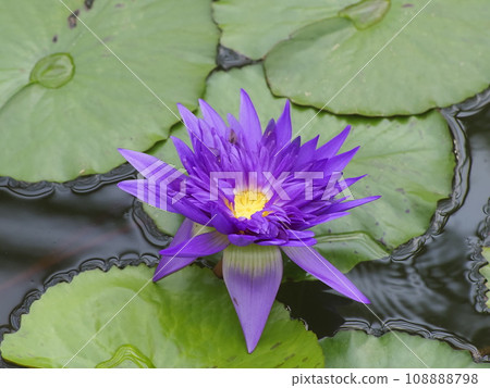 藍色的花朵漂浮在水面上 108888798
