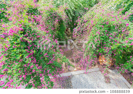 Photographing the neat autumn clover bushes blooming at Shonenji Temple in Fushimi Ward, Kyoto City 108888839