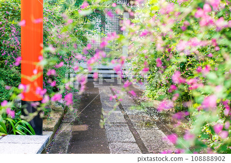 拍攝京都市伏見區正念寺盛開的秋季三葉草叢 108888902