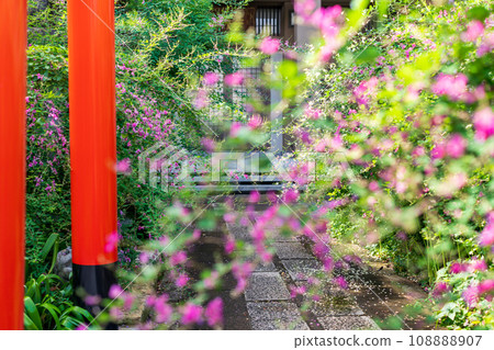 拍攝京都市伏見區正念寺盛開的秋季三葉草叢 108888907