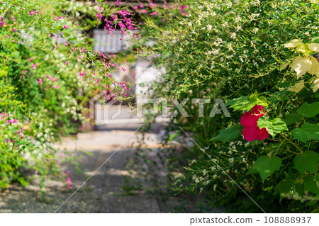 拍攝京都市伏見區正念寺盛開的秋季三葉草叢 拍攝京都市伏見區正念寺盛開的秋季三葉草叢 108888937