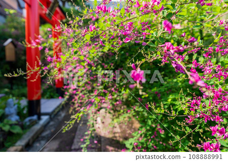 拍攝京都市伏見區正念寺盛開的秋季三葉草叢 拍攝京都市伏見區正念寺盛開的秋季三葉草叢 108888991