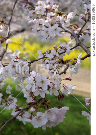 5472 Sakura trees 108889069