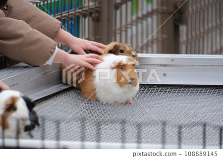 豚鼠被孩子撫摸 108889145