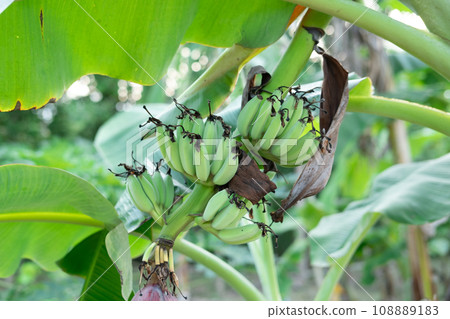 The unripe bananas were green and had banana blossoms on them. The unripe bananas were green and had banana blossoms on them. 108889183