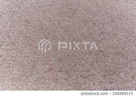 Dry sedge background used as a roof of natural dry grass background. 108889314