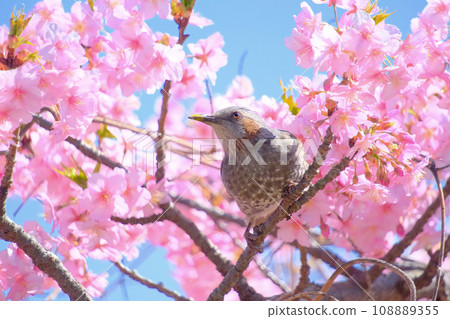 Kawazu cherry blossoms and bulbuls 108889355