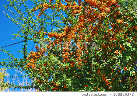 Orange pyracantha fruit (autumn, November) 108889378