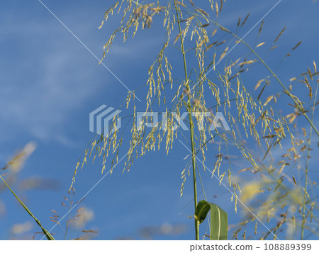 藍天和河床藤蔓 藍天和河床藤蔓 108889399