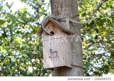 Bird nest box attacked by snake 108889541