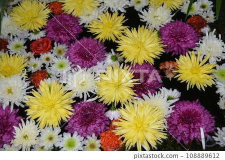 菊花手洗飄花 菊花手洗飄花 108889612