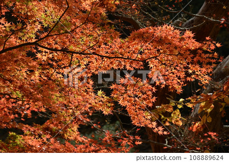 Shining red autumn leaves on a black background Shining red autumn leaves on a black background 108889624