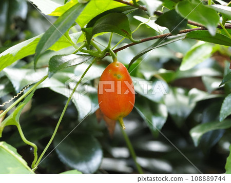 成熟的烏瓜果 108889744