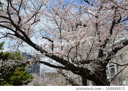東京四谷的櫻花樹 東京四谷的櫻花樹 108889813