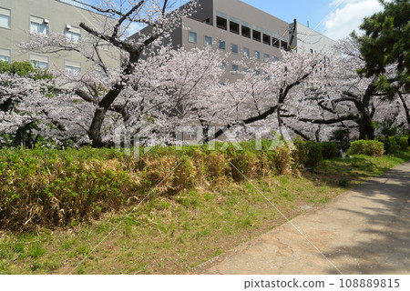 Cherry blossom trees in Yotsuya, Tokyo Cherry blossom trees in Yotsuya, Tokyo 108889815