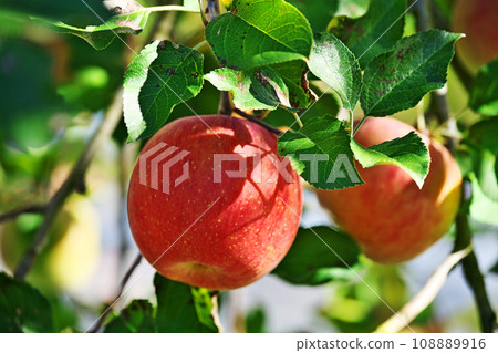 Big red Okukuji apple fruit (autumn, November) Big red Okukuji apple fruit (autumn, November) 108889916