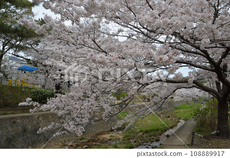 Cherry blossoms in Shukugawa (Nishinomiya City, Hyogo Prefecture) Cherry blossoms in Shukugawa (Nishinomiya City, Hyogo Prefecture) 108889917