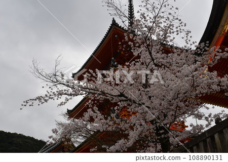 Kiyomizu Temple, three-storied pagoda and cherry blossoms in full bloom (Higashiyama Ward, Kyoto City) Kiyomizu Temple, three-storied pagoda and cherry blossoms in full bloom (Higashiyama Ward, Kyoto City) 108890131