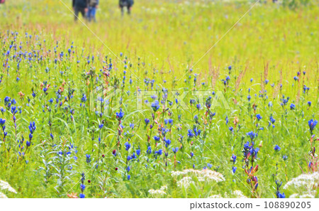 People walking through a meadow where Gentian flowers bloom People walking through a meadow where Gentian flowers bloom 108890205