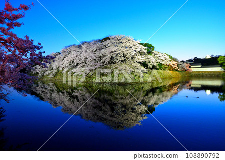 Reflection of Hikone Castle and cherry blossoms at night (Hikone City, Shiga Prefecture) Reflection of Hikone Castle and cherry blossoms at night (Hikone City, Shiga Prefecture) 108890792
