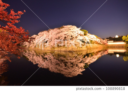 Reflection of Hikone Castle and cherry blossoms at night (Hikone City, Shiga Prefecture) Reflection of Hikone Castle and cherry blossoms at night (Hikone City, Shiga Prefecture) 108890818