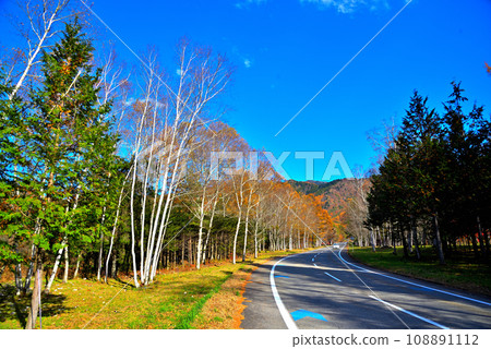 【長野縣】秋天的開田高原，紅葉的白樺林 108891112