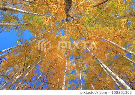 Autumn leaves on trees in the park (Hokkaido) Autumn leaves on trees in the park (Hokkaido) 108891393