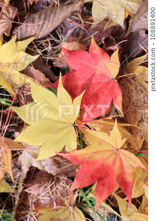 Autumn leaves on trees in the park (Hokkaido) 108891400